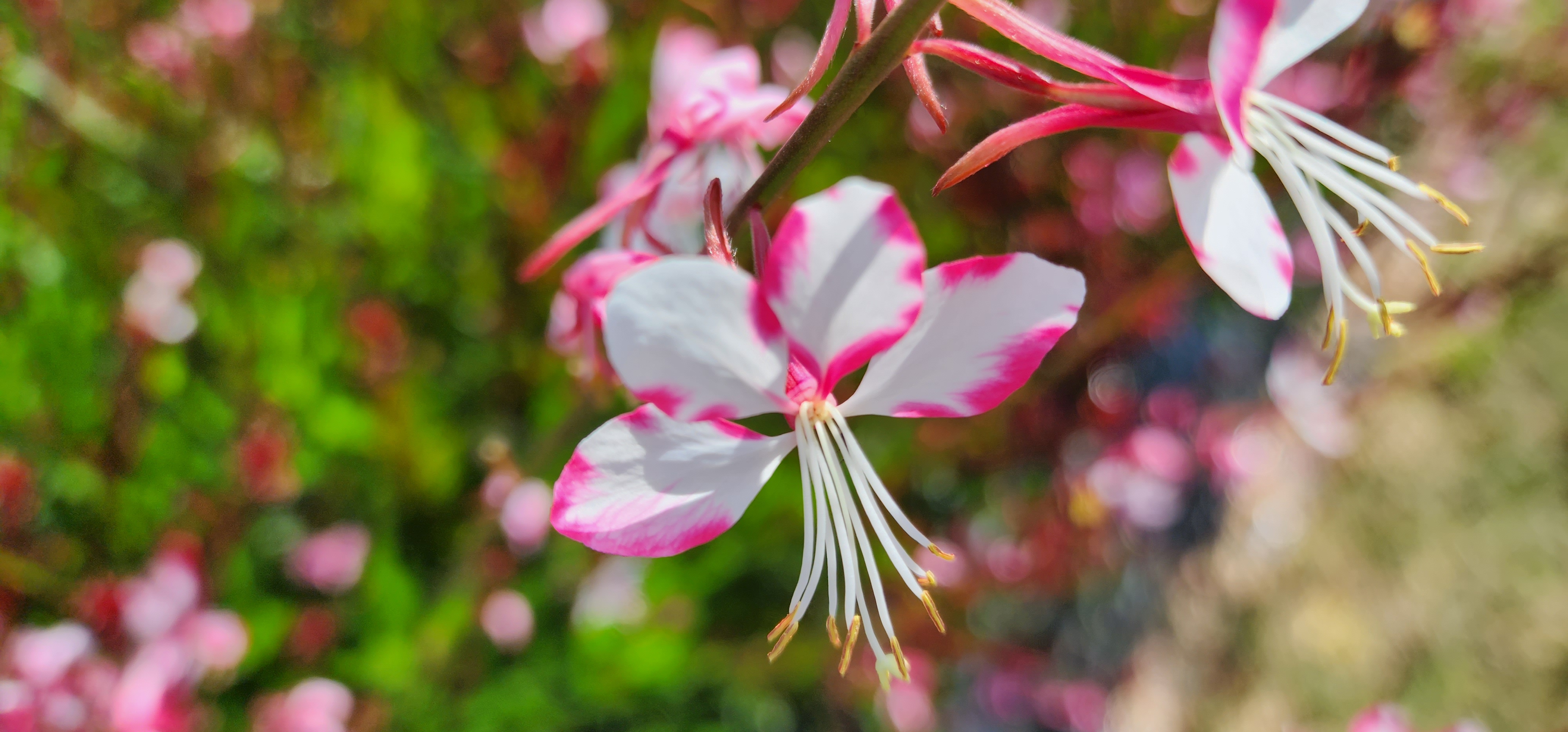 Gaura lindheimeri ‘Penguin Trip’